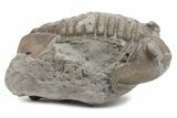 Bargain, Fossil Asaphus Trilobite - Russia #363199-1